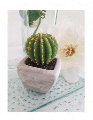 GI36 grün Kateen Kerze Topfkatee - 0